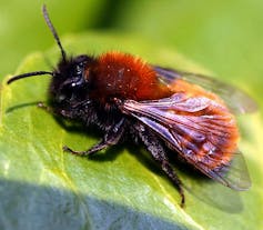 Une abeille du genre andrène