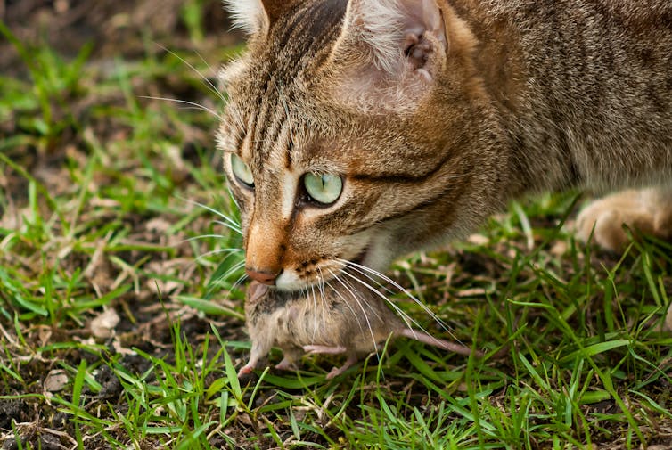 a cat holding a dead mouse in its mouth
