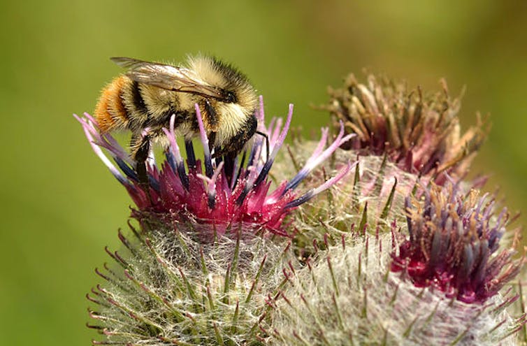 Ouvrière B. sylvarum en train de collecter du pollen