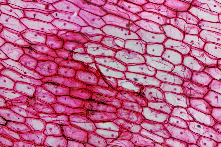 Pattern of red onion skin cells seen under a microscope.
