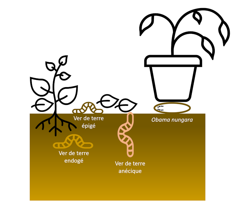 Les trois principales catégories écologiques de vers de terre et leur localisation dans le sol