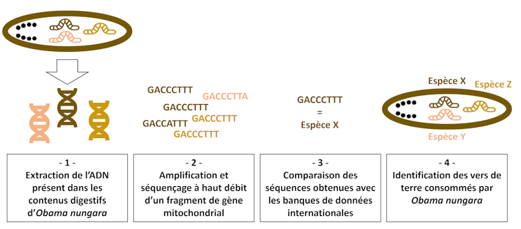 Principe du métabarcoding, méthode moléculaire utilisée pour identifier les vers de terre consommés par _Obama nungara_