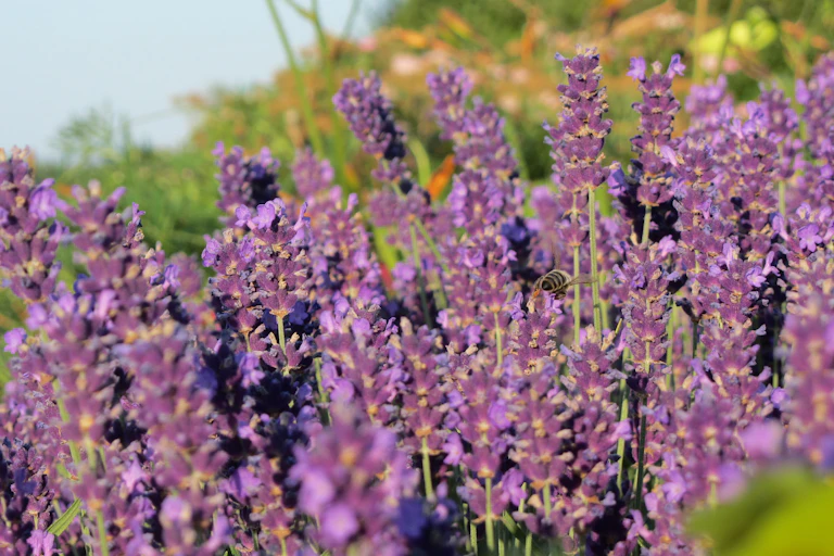 Unas flores lilas en el campo.