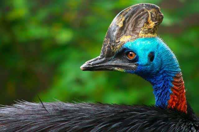 Close-up profile of a cassowary