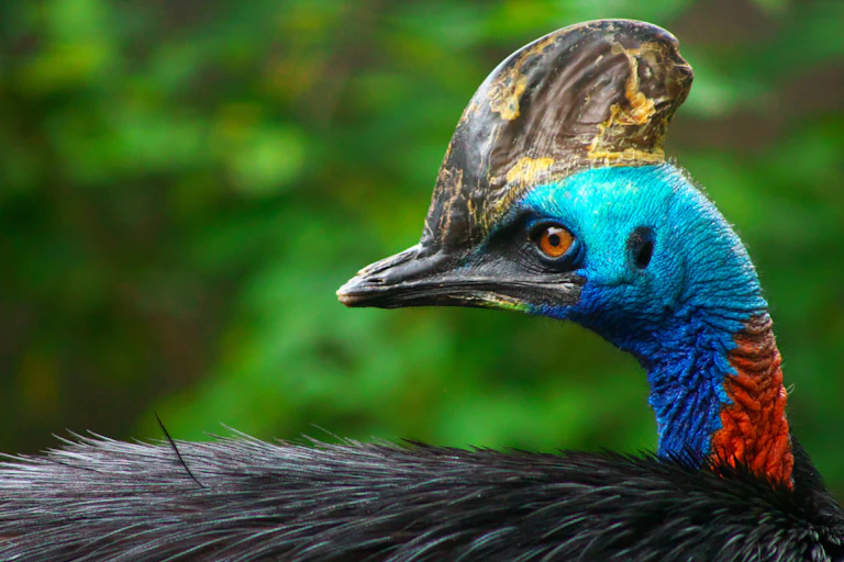 Close-up profile of a cassowary