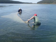 Two people are standing in a large body of water with a large purse seine net between them.