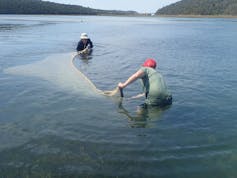 Two people are standing in a large body of water, a big seine net between them.