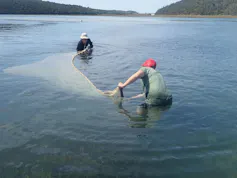 Two people are standing in a large body of water, a big seine net between them.
