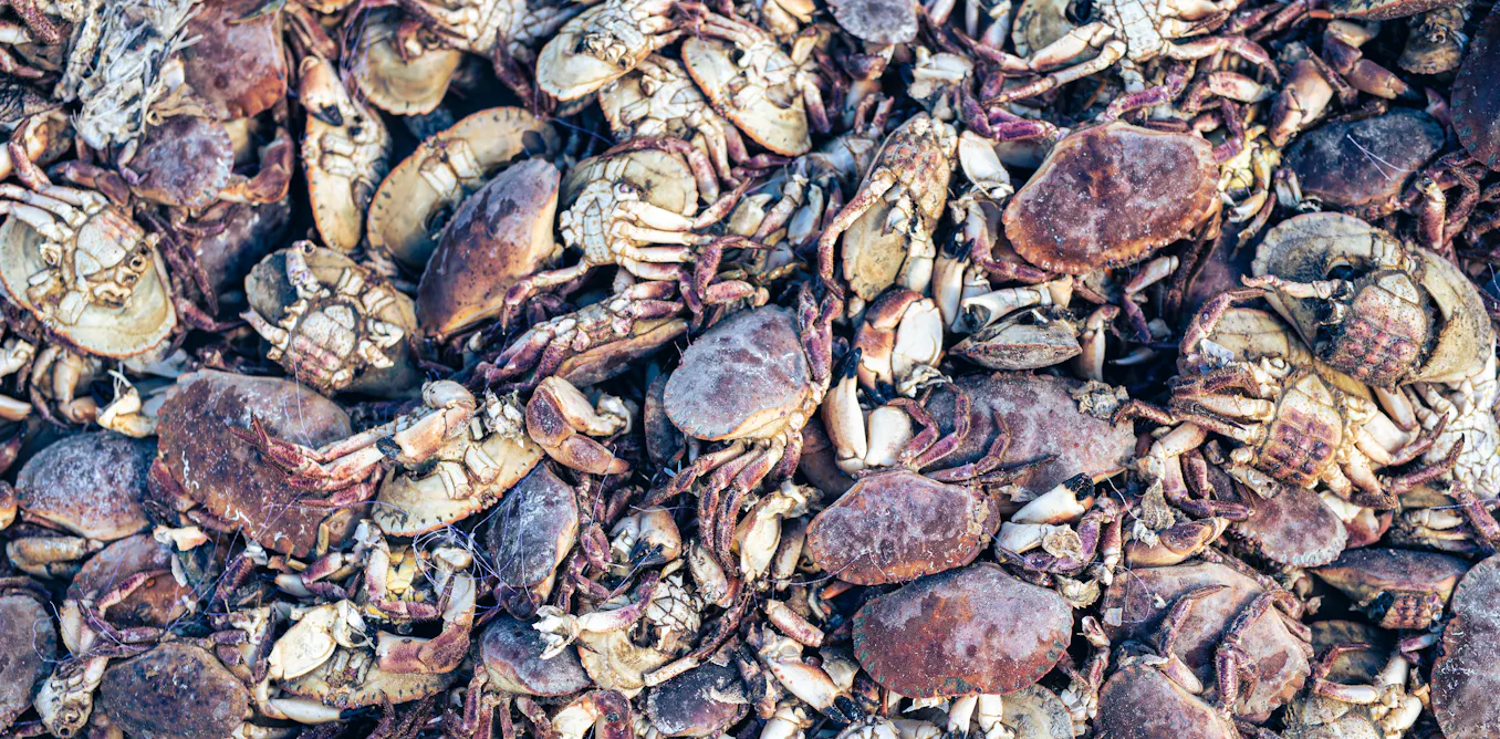 Crustrasions Dead crustaceans washing up on England’s north-east coast may be ...