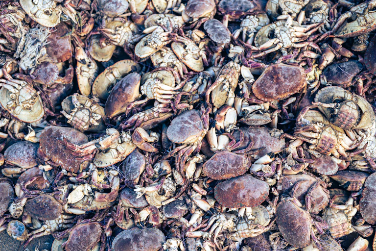 A pile of dead crustaceans, mainly crabs.