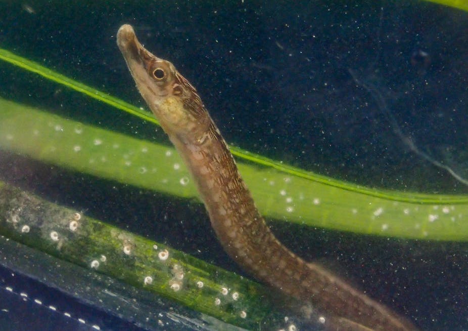 A small, long creature that looks like a seahorse, without the prominent ears, is pictured in water, with seagrass behind it