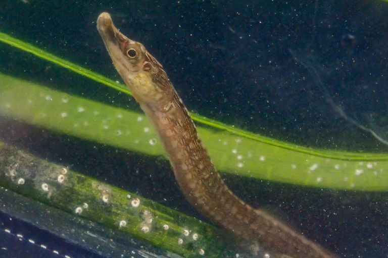 A small, long creature that looks like a seahorse, without the prominent ears, is pictured in water, with seagrass behind it