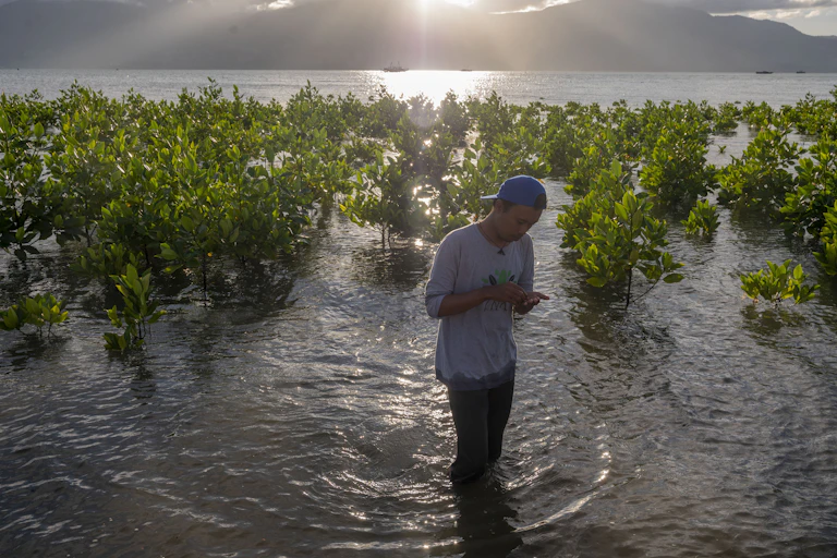 Mangrove ecosystem restoration in Palu, Central Sulawesi.