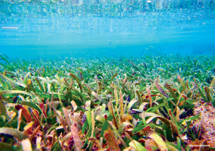 Seagrass ecosystem is facing human-induced degradation