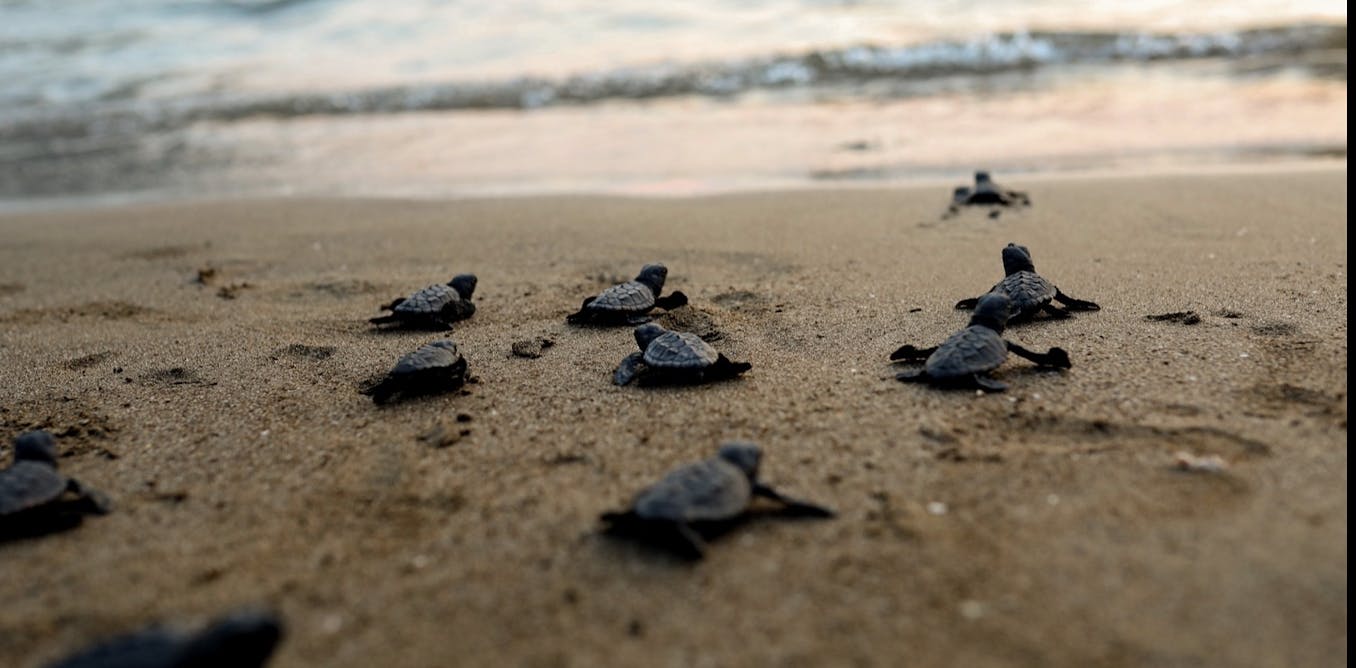 To help protect newly hatched baby sea turtles, we designed a tool for ...