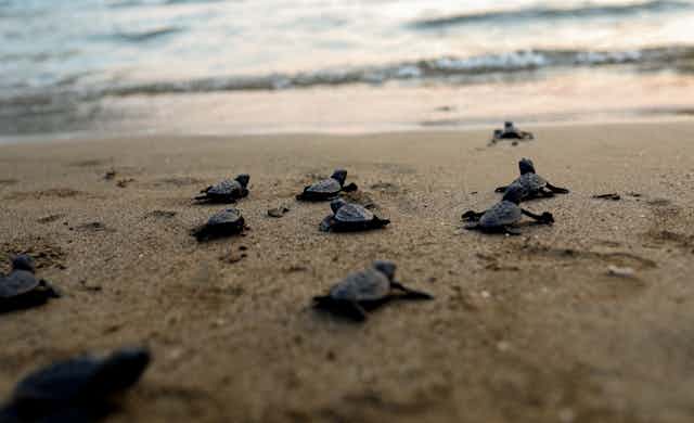 Ten baby turtles approach the water's edge on a beach