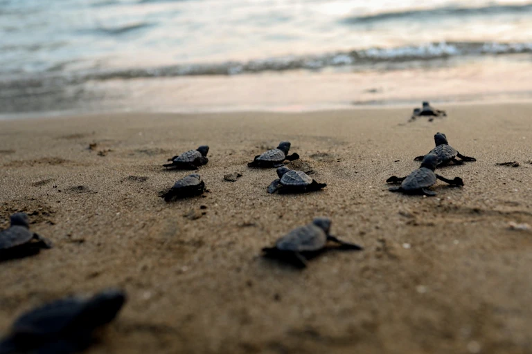 Ten baby turtles approach the water's edge on a beach