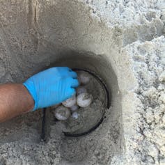 A gloved hand reaches into a hole in the sand, placing a sensor among turtle eggs