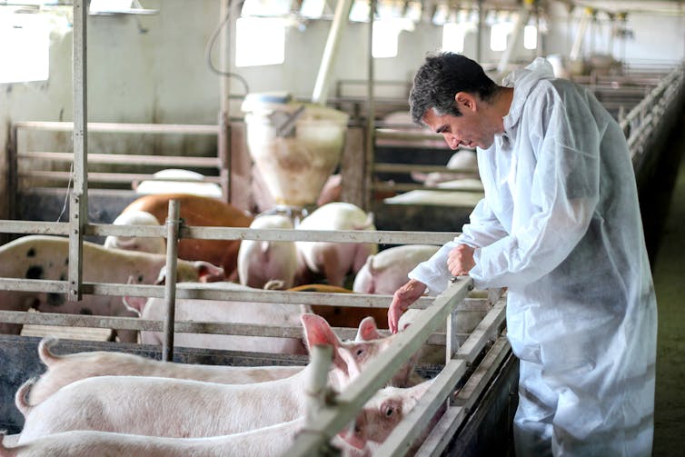 A veterinarian examines pigs on a farm