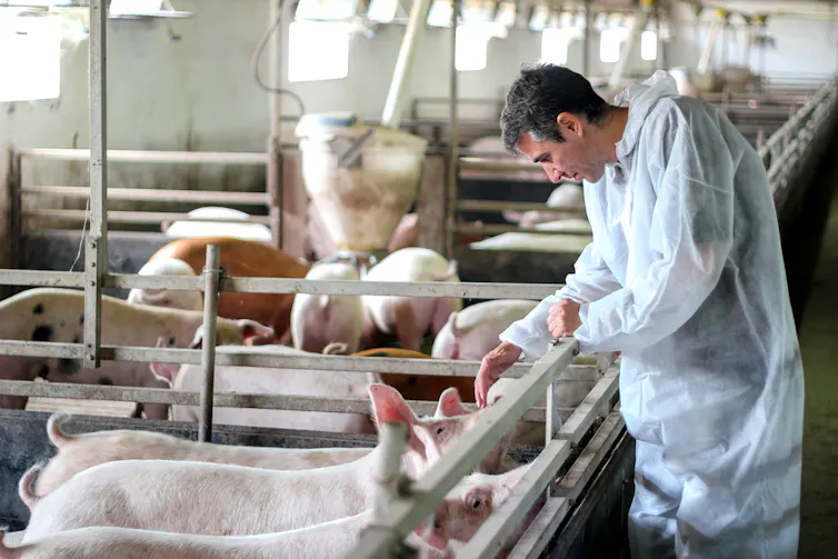 Un vétérinaire examine des cochons dans un élevage