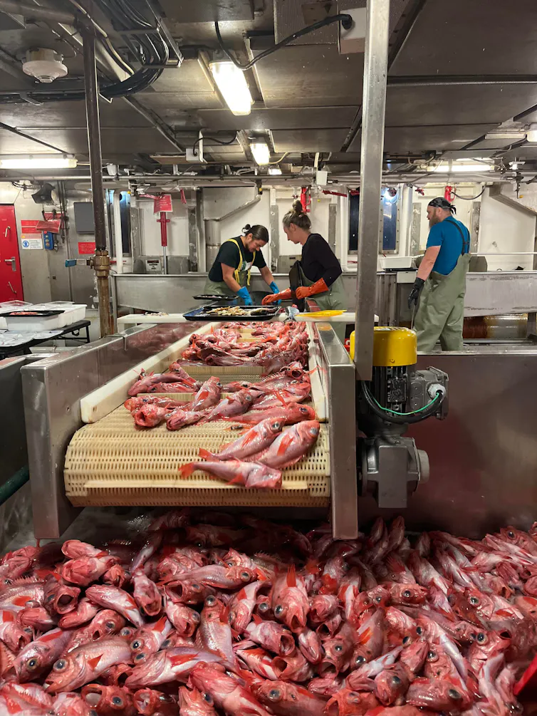 Poissons rouges sur un convoyeur