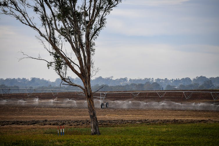 Lateral irrigation on a field behind a skinny tree