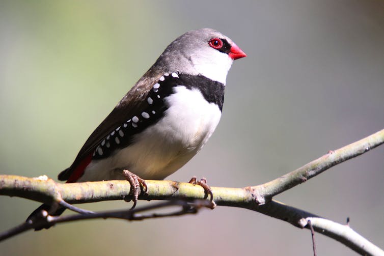 Small bird perched on a branch