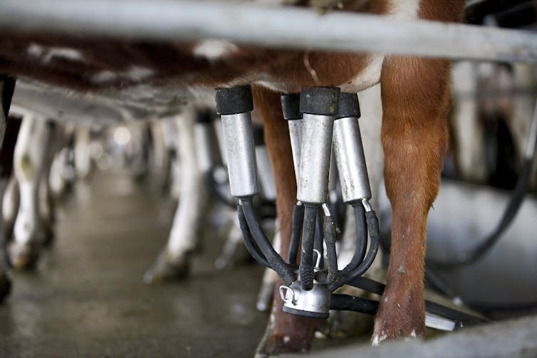 A cow being milked.