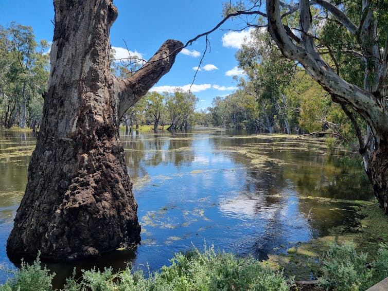 A river on a sunny day, behind two big trees