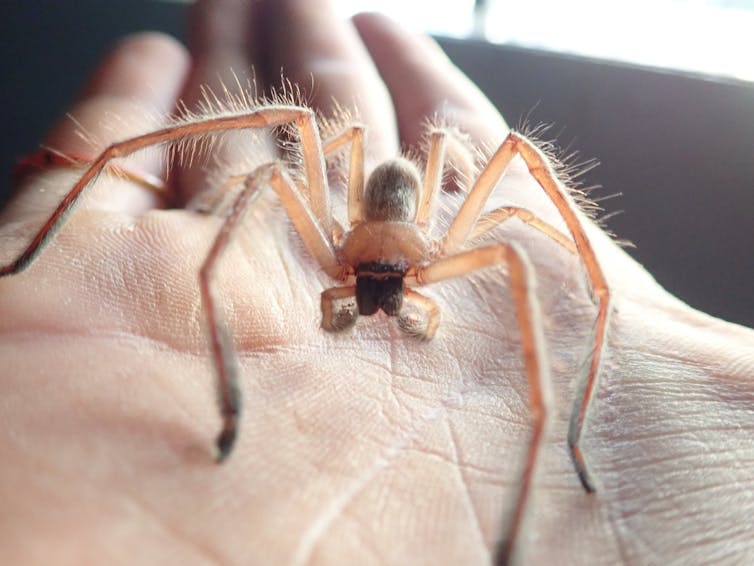 A large, slightly translucent brown spider standing on a person's palm