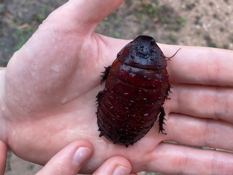 A very large dark brown carapaced beetle that spans the entire width of a human hand