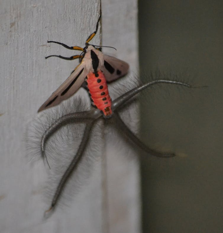 A grey moth with a red body, and four large, hairy tentacles extending from its lower abdomen