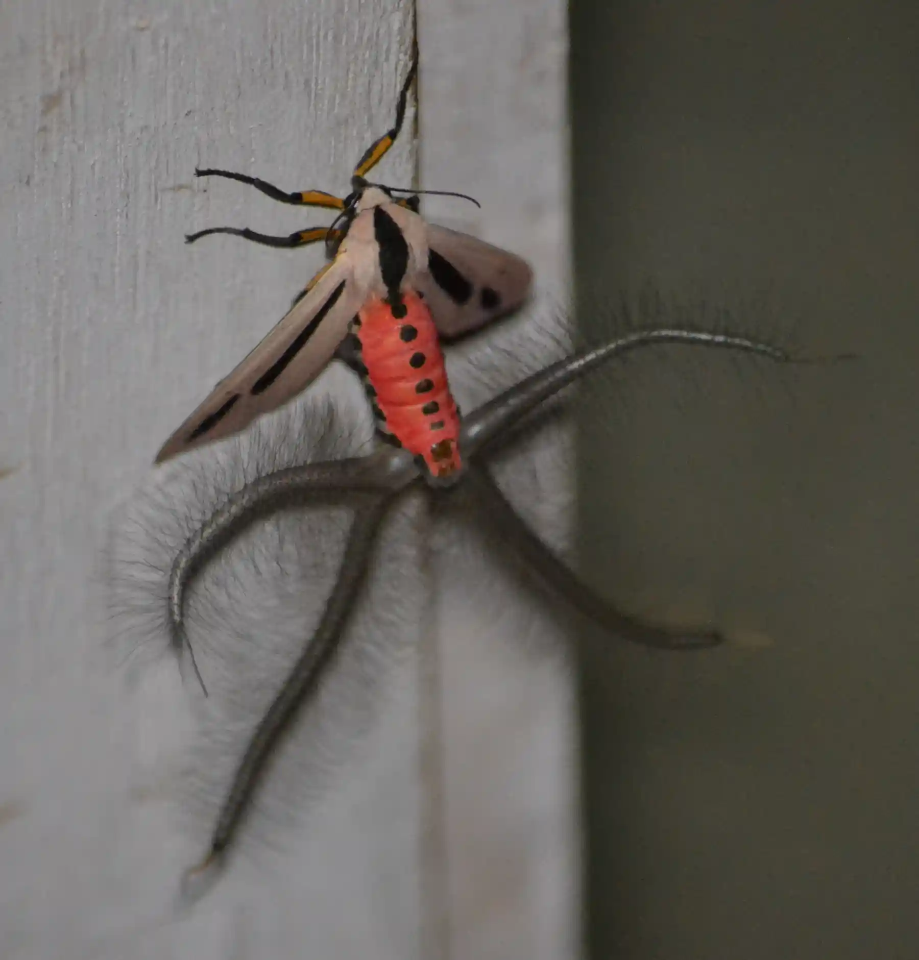 Macabrely Insect 7 ‘creepy crawlies’ you don’t need to be afraid of this spooky season