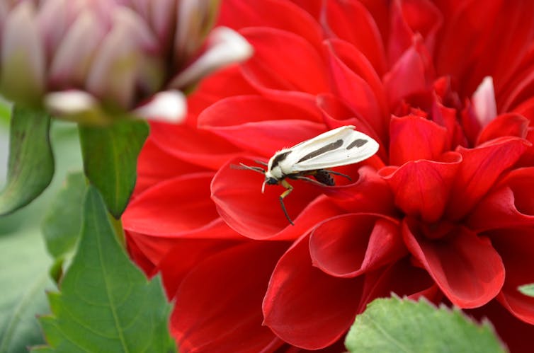 A grey moth with dark stripes on wings sitting on a red dahlia flower