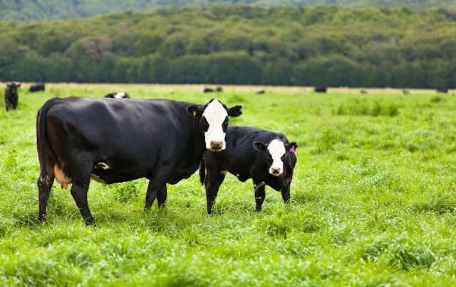Dairy cows in a paddock