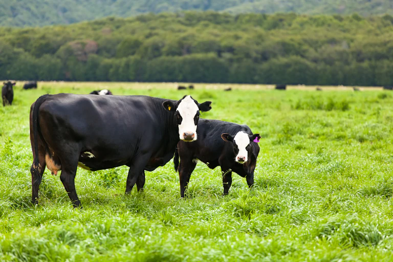 Dairy cows in a paddock