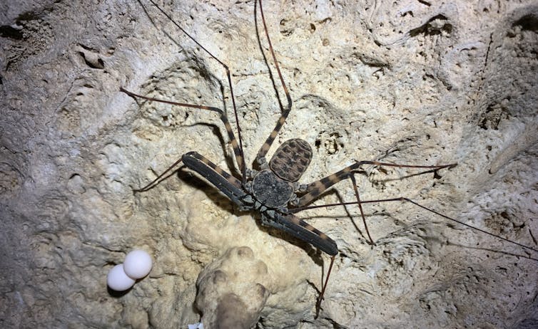 A large spider-like creature on a sandy wall with two eggs nearby