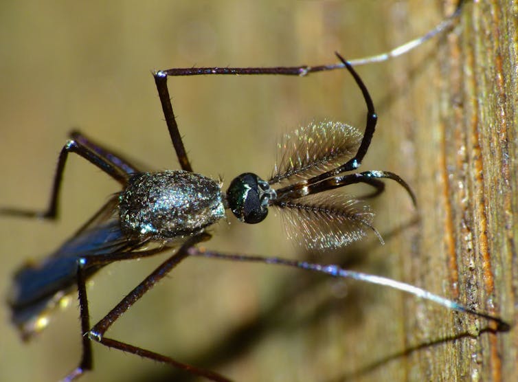 Close-up of a shiny mosquito with feathered antennae