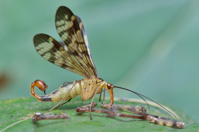 A large fly with mottled wings that appears to have a scorpion's tail