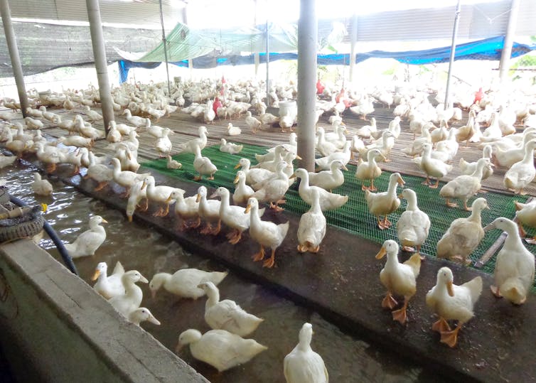 Vista de una granja de patos con una alta densidad de aves de corral