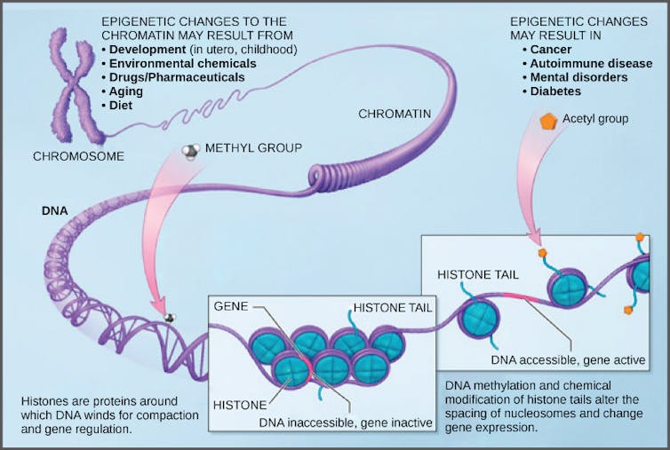 Diagram of DNA methylation, showing chromosome unspooling into chromatin and individual histones with methyl and acetyl groups