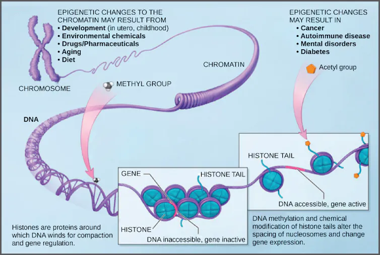 Diagram of DNA methylation, showing chromosome unspooling into chromatin and individual histones with methyl and acetyl groups