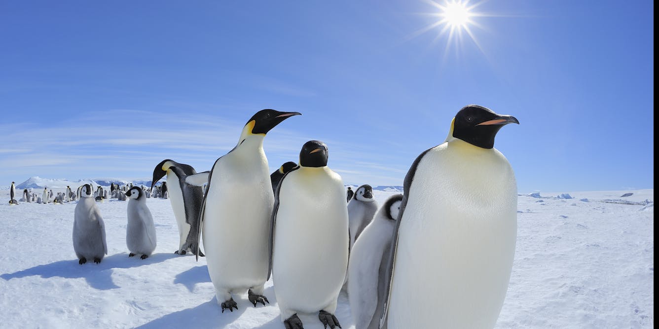 Emperor penguins get Endangered Species Act protection – with 98% of  colonies at risk of extinction by 2100, can it save them?