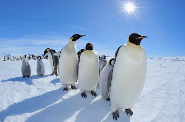 A group of penguins on the ice with the sun above