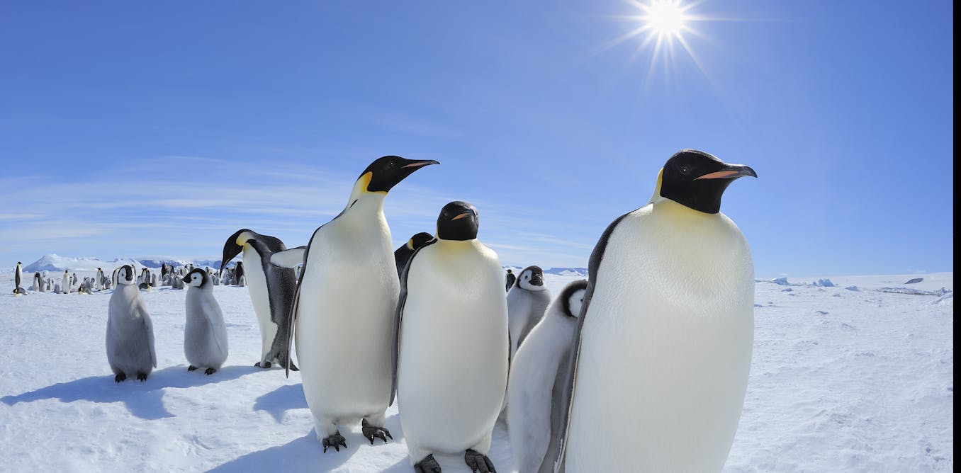 Emperor penguins get Endangered Species Act protection – with 98% of  colonies at risk of extinction by 2100, can it save them?