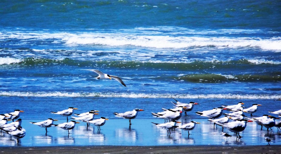 A coastline with birds
