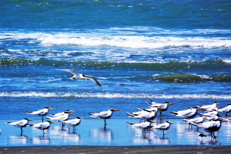 A coastline with birds