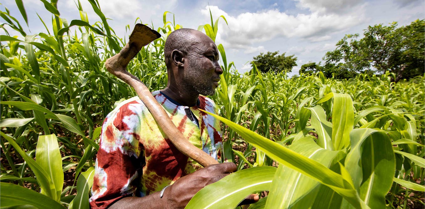 In Burkina Faso, an open-air laboratory for the agroecological transition