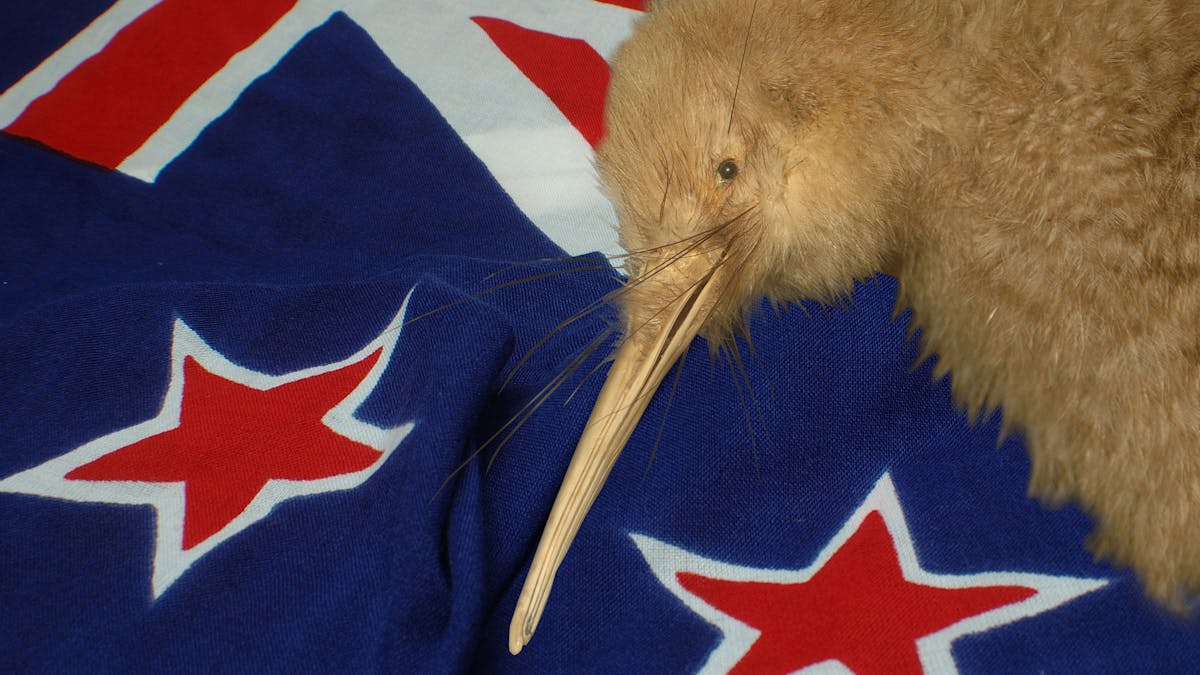 Rewriting the origin of New Zealand's kiwi bird ancestors