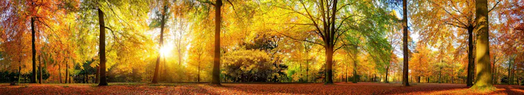 Bosque en otoño.